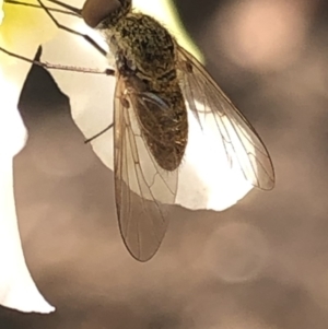 Geron sp. (genus) at Aranda, ACT - 13 Dec 2019 12:08 PM