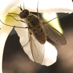 Geron sp. (genus) at Aranda, ACT - 13 Dec 2019 12:08 PM