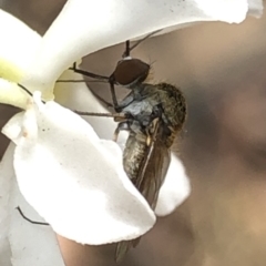 Geron sp. (genus) at Aranda, ACT - 13 Dec 2019 12:08 PM