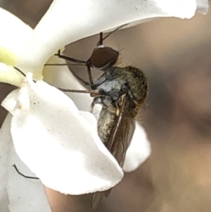 Geron sp. (genus) at Aranda, ACT - 13 Dec 2019 12:08 PM