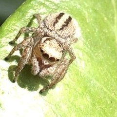 Maratus scutulatus (A jumping spider) at Aranda, ACT - 13 Dec 2019 by Jubeyjubes