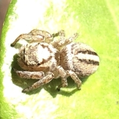 Maratus scutulatus at Aranda, ACT - 13 Dec 2019