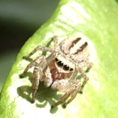 Maratus scutulatus at Aranda, ACT - 13 Dec 2019