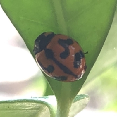 Coccinella transversalis (Transverse Ladybird) at Aranda, ACT - 13 Dec 2019 by Jubeyjubes