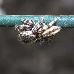 Salticidae (family) (Jumping spider) at Aranda, ACT - 13 Dec 2019 by Jubeyjubes