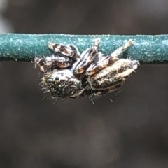 Salticidae (family) (Unidentified Jumping spider) at Aranda, ACT - 13 Dec 2019 by Jubeyjubes
