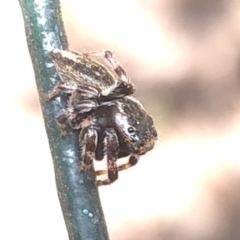 Salticidae (family) at Aranda, ACT - 13 Dec 2019 12:17 PM