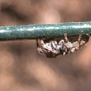 Salticidae (family) at Aranda, ACT - 13 Dec 2019 12:17 PM