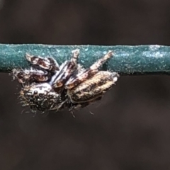 Salticidae (family) at Aranda, ACT - 13 Dec 2019