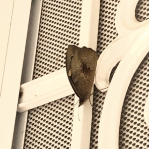 Heteronympha merope at Aranda, ACT - 13 Dec 2019