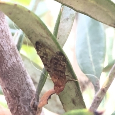 Tephritidae sp. (family) (Unidentified Fruit or Seed fly) at Aranda, ACT - 13 Dec 2019 by Jubeyjubes