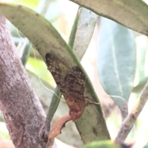 Tephritidae sp. (family) at Aranda, ACT - 13 Dec 2019