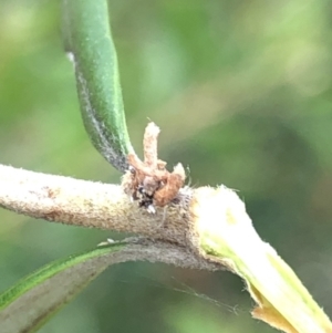 Chrysopidae (family) at Aranda, ACT - 13 Dec 2019 12:50 PM