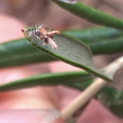 Chrysopidae (family) at Aranda, ACT - 13 Dec 2019 12:50 PM