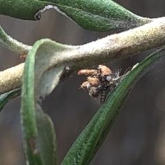 Chrysopidae (family) at Aranda, ACT - 13 Dec 2019