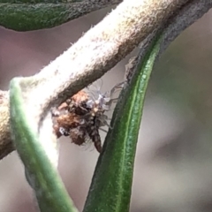 Chrysopidae (family) at Aranda, ACT - 13 Dec 2019 12:50 PM