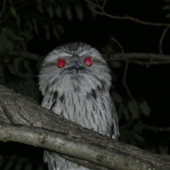 Podargus strigoides (Tawny Frogmouth) at Hughes, ACT - 13 Dec 2019 by Ct1000