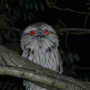 Podargus strigoides at Hughes, ACT - 13 Dec 2019 02:00 AM