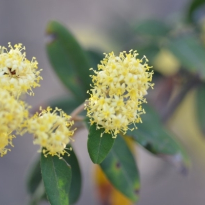 Pomaderris intermedia (Golden Pomaderris) at Wamboin, NSW - 3 Oct 2019 by natureguy