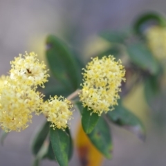 Pomaderris intermedia at Wamboin, NSW - 3 Oct 2019