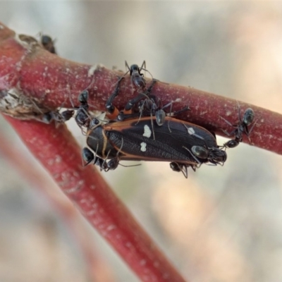 Eurymela fenestrata (Gum tree leafhopper) at Mount Painter - 8 Dec 2019 by CathB