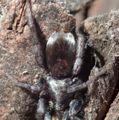 Gnaphosidae or Trochanteriidae (families) (Flat spider) at Cook, ACT - 11 Dec 2019 by CathB