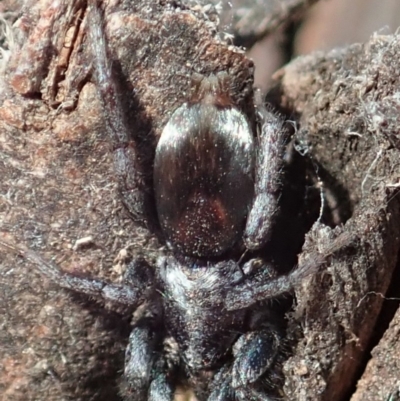 Gnaphosidae or Trochanteriidae (families) (Flat spider) at Cook, ACT - 11 Dec 2019 by CathB
