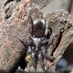 Gnaphosidae or Trochanteriidae (families) at Cook, ACT - 11 Dec 2019