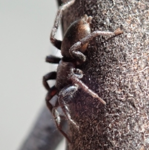 Gnaphosidae or Trochanteriidae (families) at Cook, ACT - 11 Dec 2019