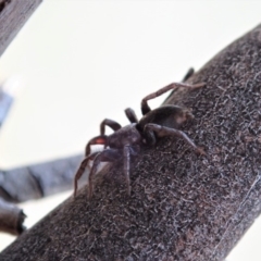 Gnaphosidae or Trochanteriidae (families) at Cook, ACT - 11 Dec 2019