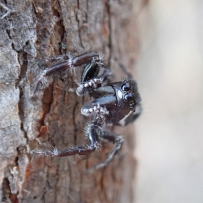 Sandalodes scopifer (White-spotted Sandalodes) at Aranda Bushland - 11 Dec 2019 by CathB