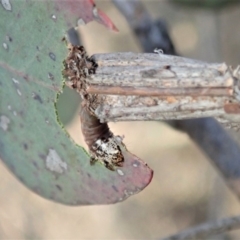 Clania lewinii (Lewin's case moth) at Dunlop, ACT - 11 Dec 2019 by CathB