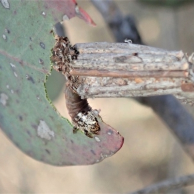 Clania lewinii (Lewin's case moth) at Dunlop, ACT - 11 Dec 2019 by CathB