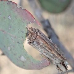 Clania lewinii & similar Casemoths at Dunlop, ACT - 11 Dec 2019 05:17 PM