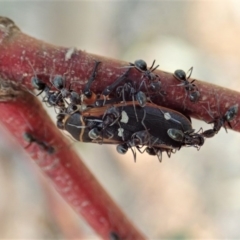 Iridomyrmex rufoniger (Tufted Tyrant Ant) at Dunlop, ACT - 8 Dec 2019 by CathB