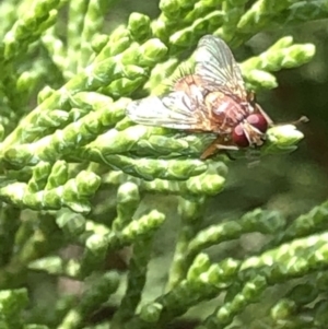 Tachinidae (family) at Aranda, ACT - 13 Dec 2019