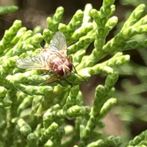 Tachinidae (family) at Aranda, ACT - 13 Dec 2019 04:14 PM