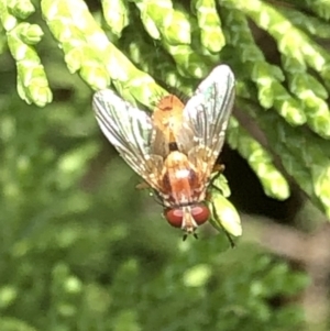 Tachinidae (family) at Aranda, ACT - 13 Dec 2019 04:14 PM