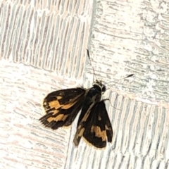 Ocybadistes walkeri (Green Grass-dart) at Aranda, ACT - 13 Dec 2019 by Jubeyjubes