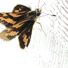 Ocybadistes walkeri at Aranda, ACT - 13 Dec 2019