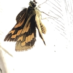 Ocybadistes walkeri at Aranda, ACT - 13 Dec 2019 04:03 PM