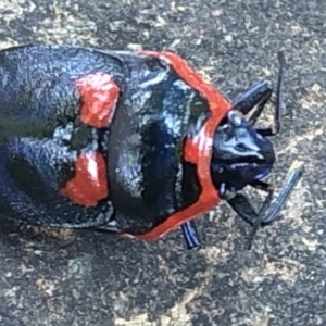 Scutiphora pedicellata at Aranda, ACT - 13 Dec 2019 03:40 PM