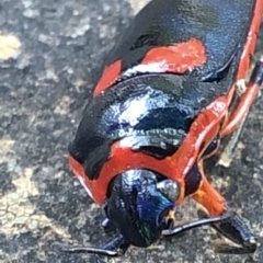 Scutiphora pedicellata at Aranda, ACT - 13 Dec 2019 03:40 PM