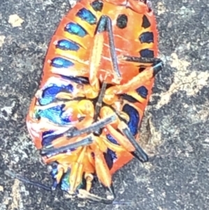 Scutiphora pedicellata at Aranda, ACT - 13 Dec 2019