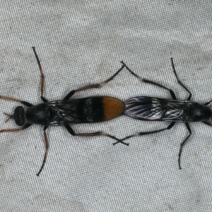 Ectinorhynchus superbus at Rosedale, NSW - 15 Nov 2019 08:30 PM