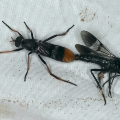 Ectinorhynchus superbus at Rosedale, NSW - 15 Nov 2019 08:30 PM