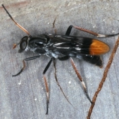 Ectinorhynchus superbus at Rosedale, NSW - 15 Nov 2019 08:30 PM