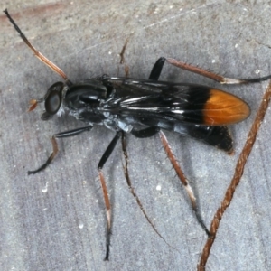 Ectinorhynchus superbus at Rosedale, NSW - 15 Nov 2019