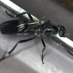 Ectinorhynchus superbus at Rosedale, NSW - 15 Nov 2019