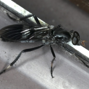 Ectinorhynchus superbus at Rosedale, NSW - 15 Nov 2019 08:30 PM